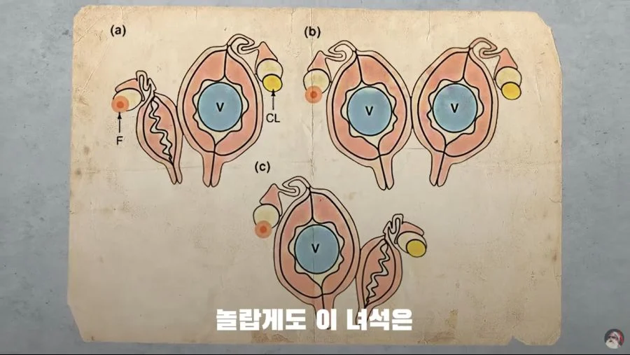 자궁 2개, 질 3개, 1년 내내 발정기 (2)