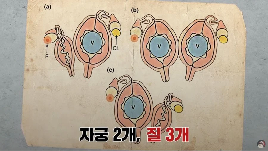 자궁 2개, 질 3개, 1년 내내 발정기 (3)