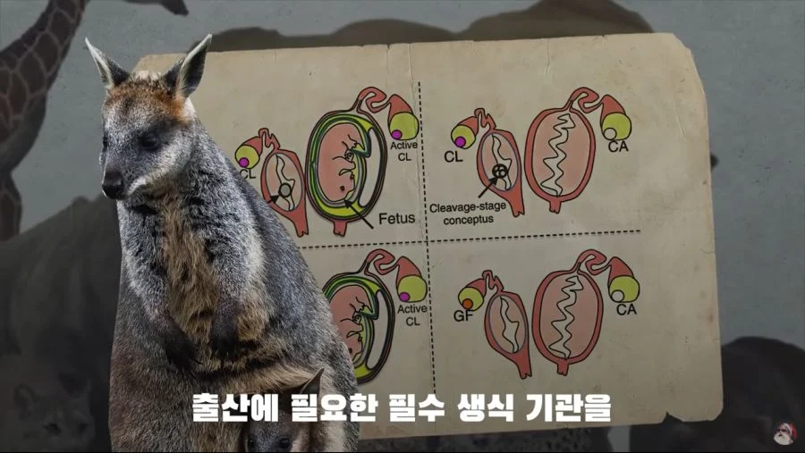 자궁 2개, 질 3개, 1년 내내 발정기 (4)