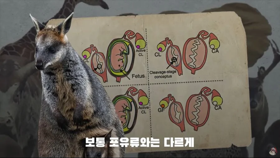 자궁 2개, 질 3개, 1년 내내 발정기 (5)