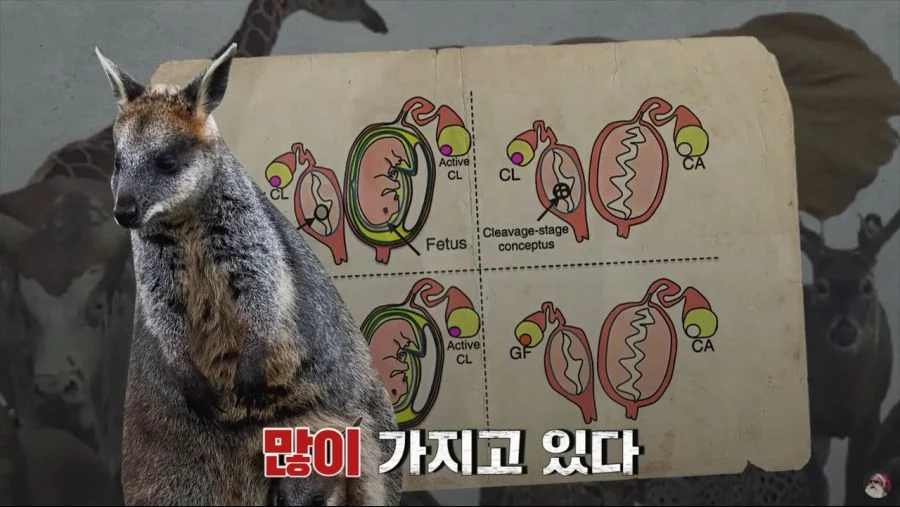 자궁 2개, 질 3개, 1년 내내 발정기 (6)