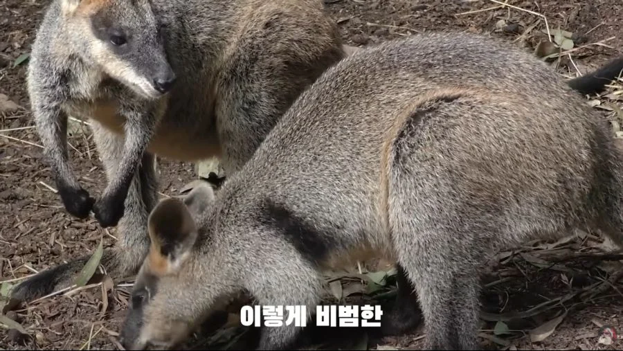 자궁 2개, 질 3개, 1년 내내 발정기 (7)