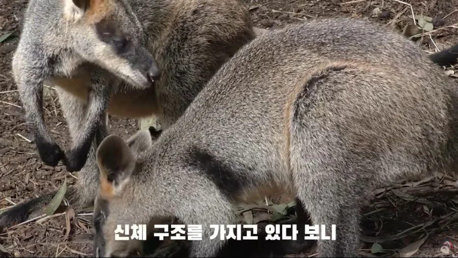 자궁 2개, 질 3개, 1년 내내 발정기 (8)