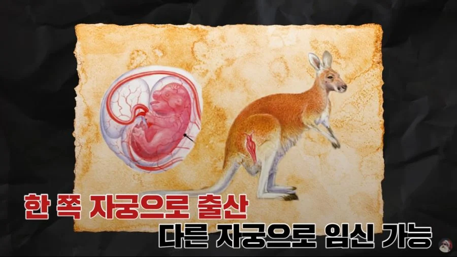 자궁 2개, 질 3개, 1년 내내 발정기 (9)