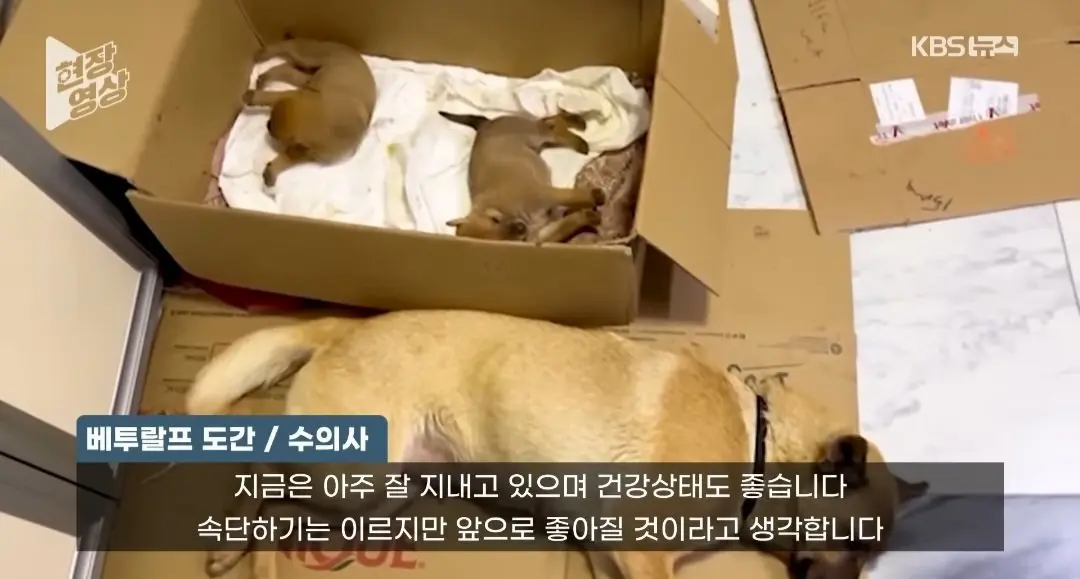 죽어가는 새끼 물고 동물병원 찾은 어미개 (10)