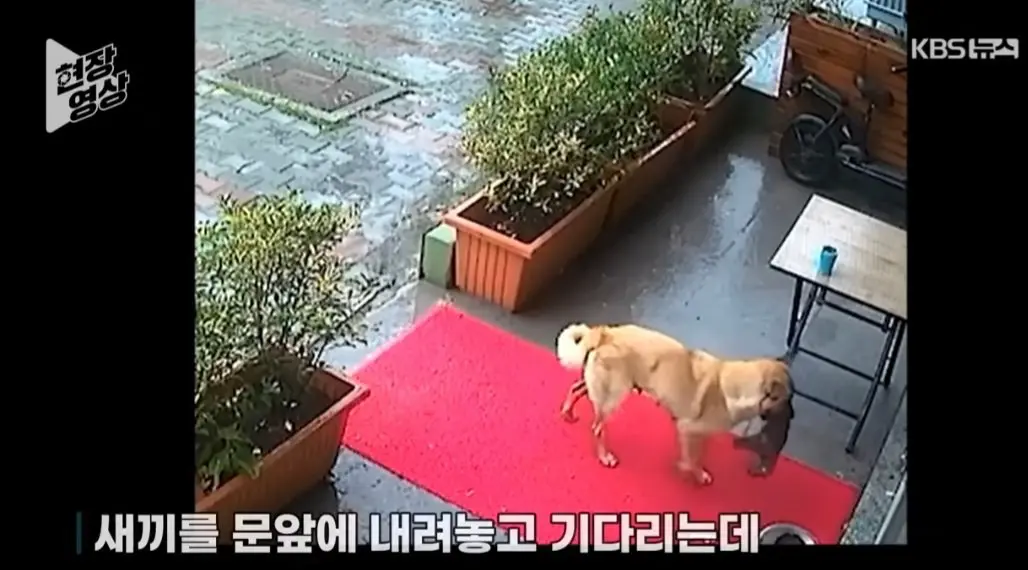죽어가는 새끼 물고 동물병원 찾은 어미개 (2)
