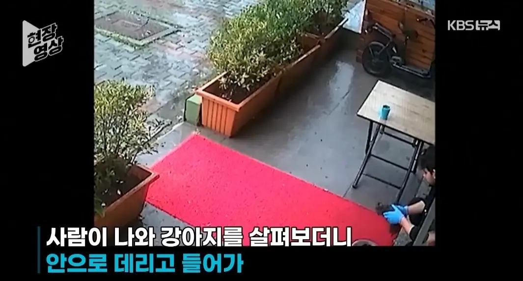 죽어가는 새끼 물고 동물병원 찾은 어미개 (3)
