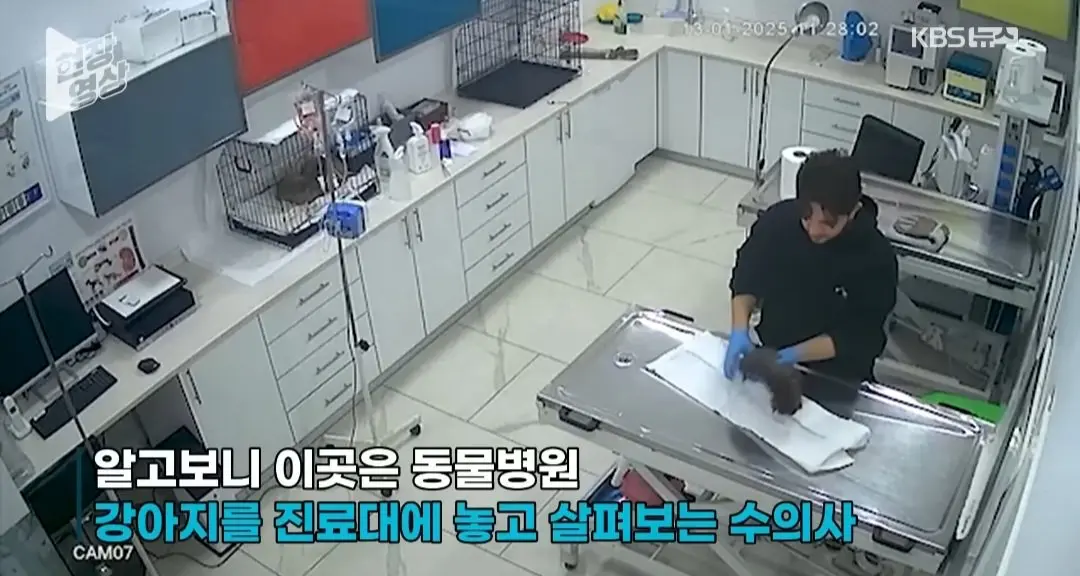 죽어가는 새끼 물고 동물병원 찾은 어미개 (4)