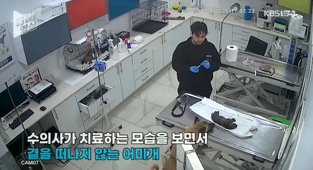 죽어가는 새끼 물고 동물병원 찾은 어미개 (5)
