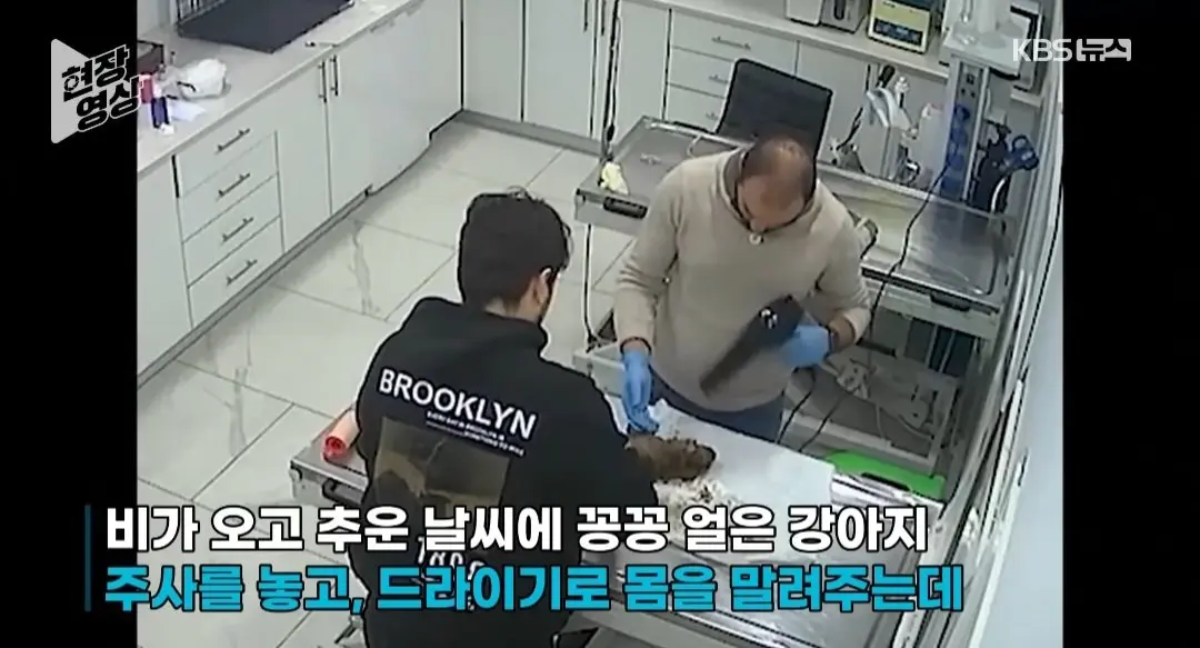 죽어가는 새끼 물고 동물병원 찾은 어미개 (6)