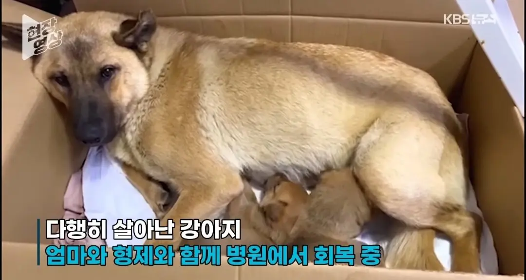 죽어가는 새끼 물고 동물병원 찾은 어미개 (7)