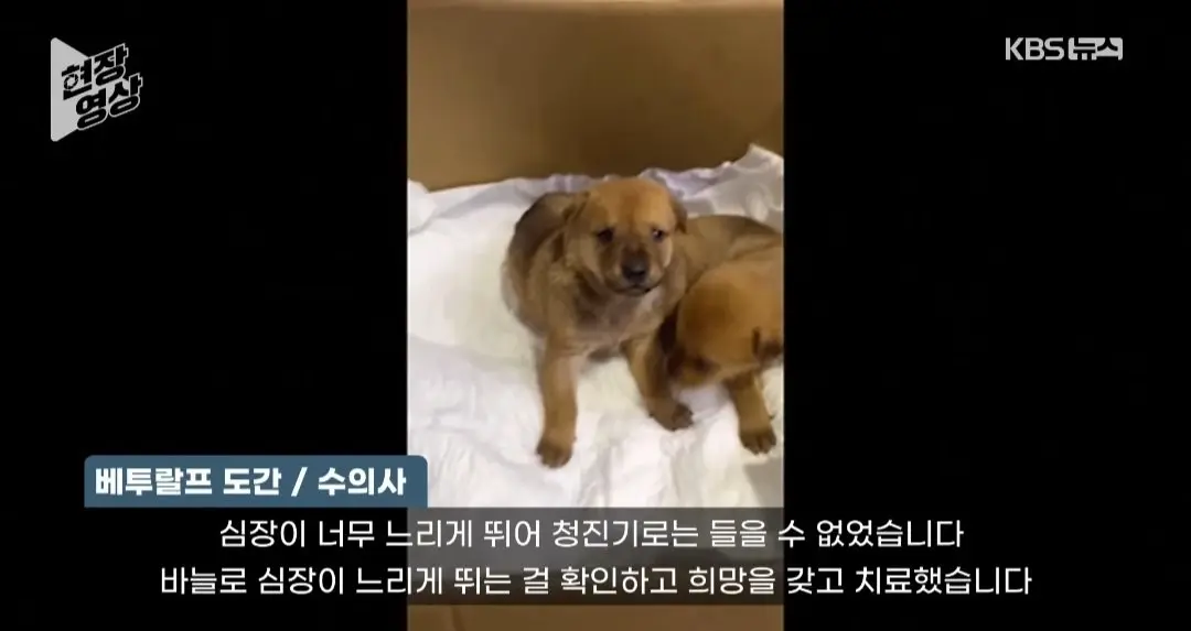 죽어가는 새끼 물고 동물병원 찾은 어미개 (9)