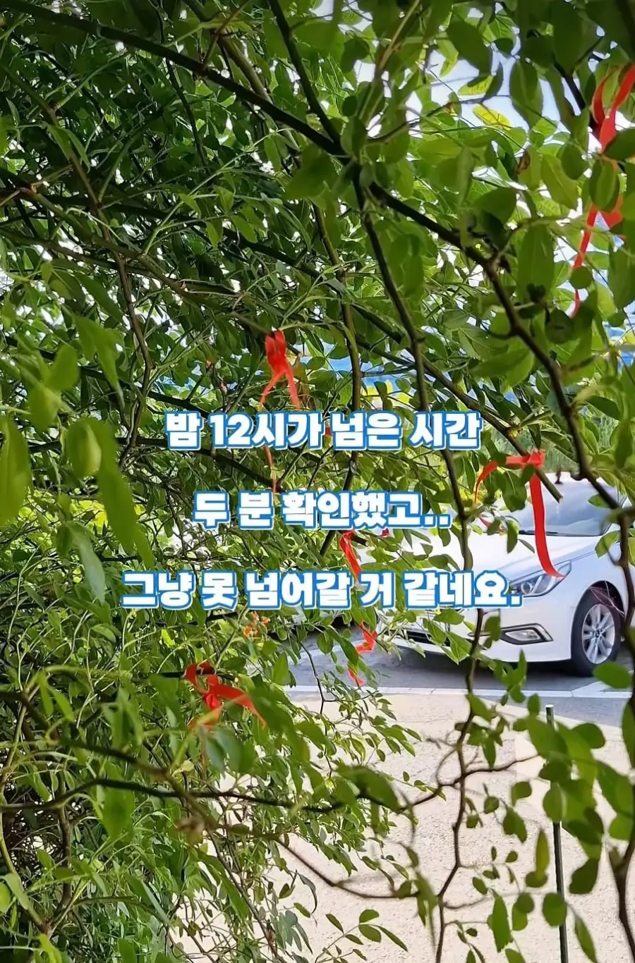 도둑맞고 훼손당한 수원 장미 포토스팟 (10)