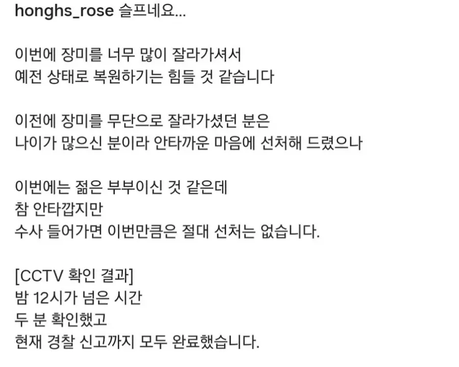 도둑맞고 훼손당한 수원 장미 포토스팟 (11)