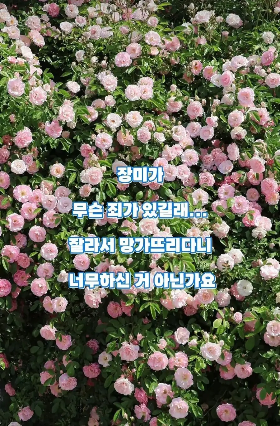 도둑맞고 훼손당한 수원 장미 포토스팟 (4)