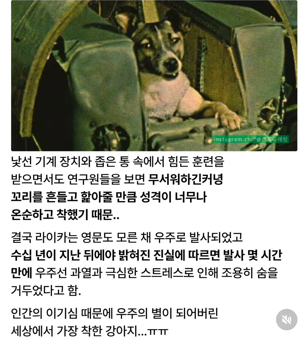 우주의 별이 된 강아지 (2)
