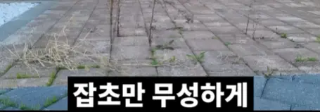 전북 새만금 잼버리 근황 (25)