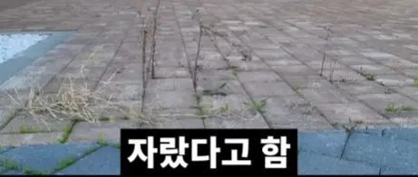 전북 새만금 잼버리 근황 (26)