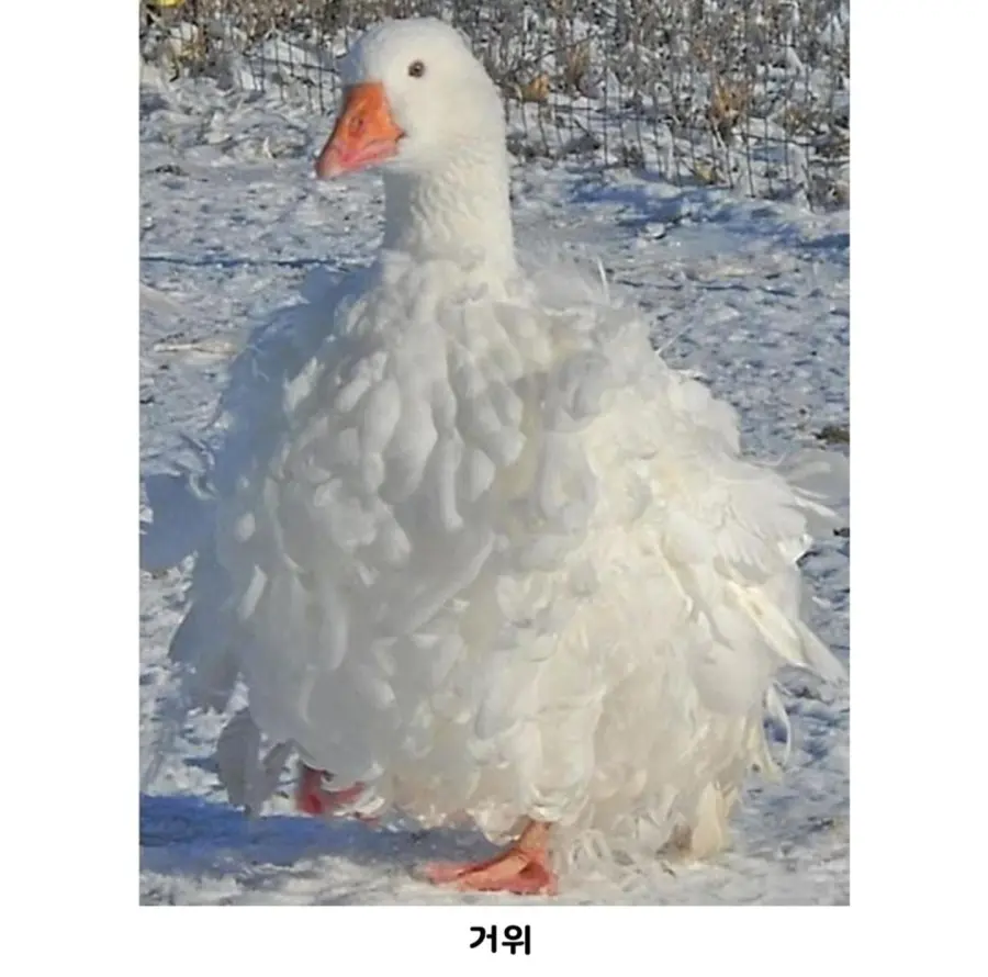 다양한 곱슬머리들.jpg (2)