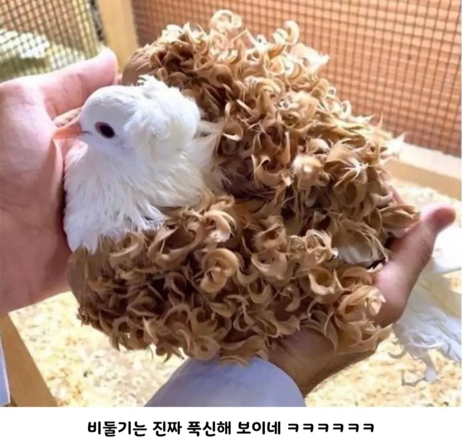 다양한 곱슬머리들.jpg (4)