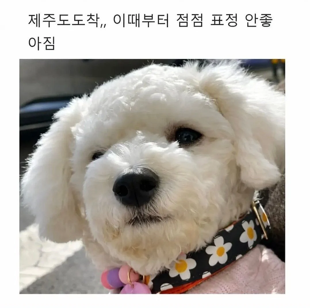 강아지랑 제주도 여행 가지마라 (2)