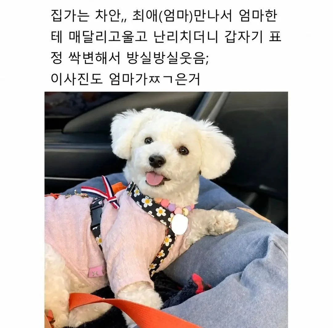 강아지랑 제주도 여행 가지마라 (4)