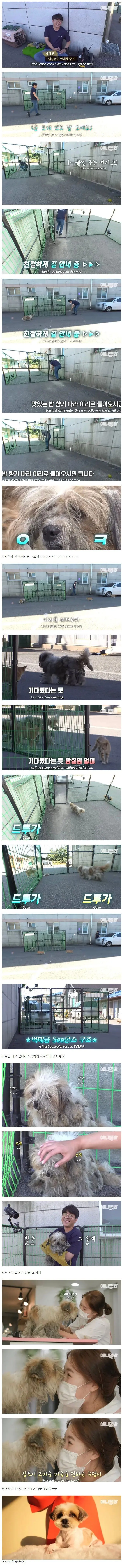 세상 쉬운 강아지 포획하기 (2)