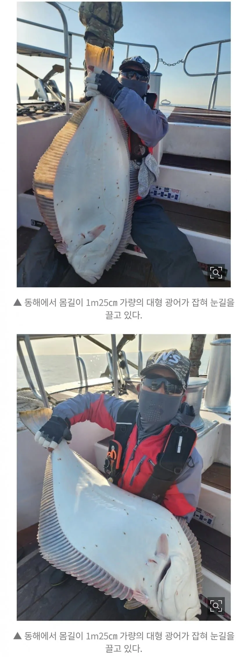 동해에서 낚은 125cm 짜리 초대형 광어 (2)