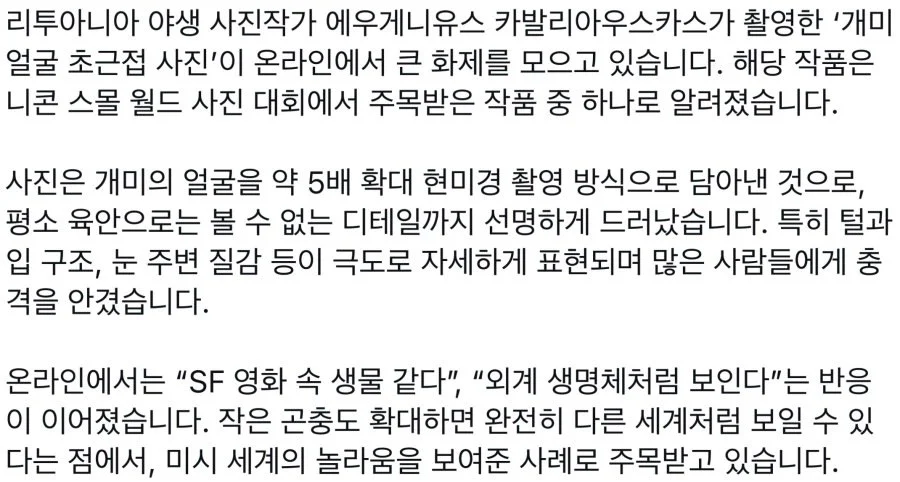 개미 얼굴 초근접 사진 (2)