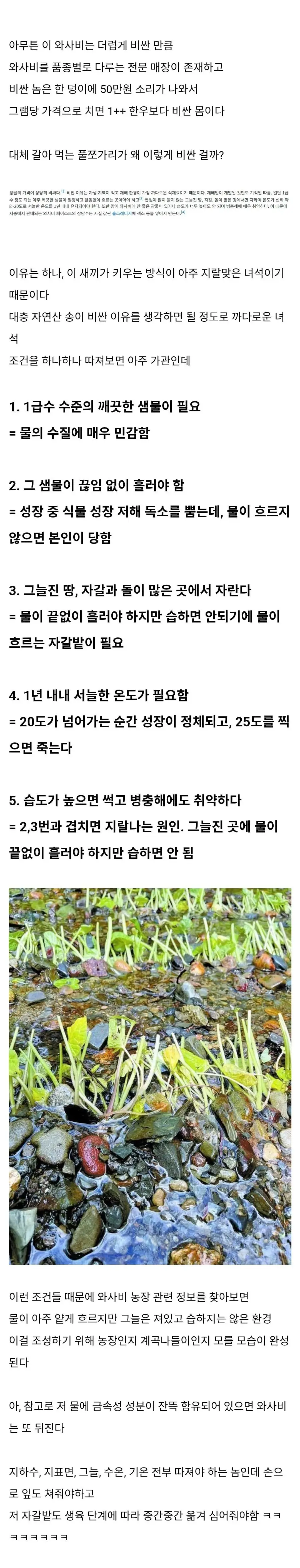 와사비가 비싼 이유 (2)