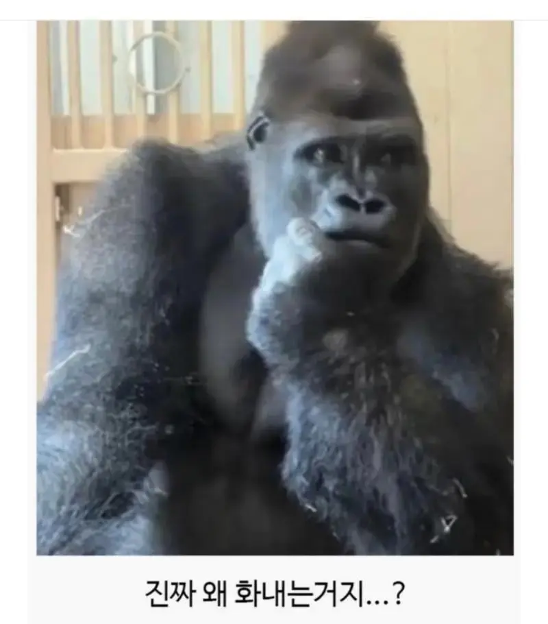 일본 동물원에서 고릴라 부부가 싸웠는데 (4)