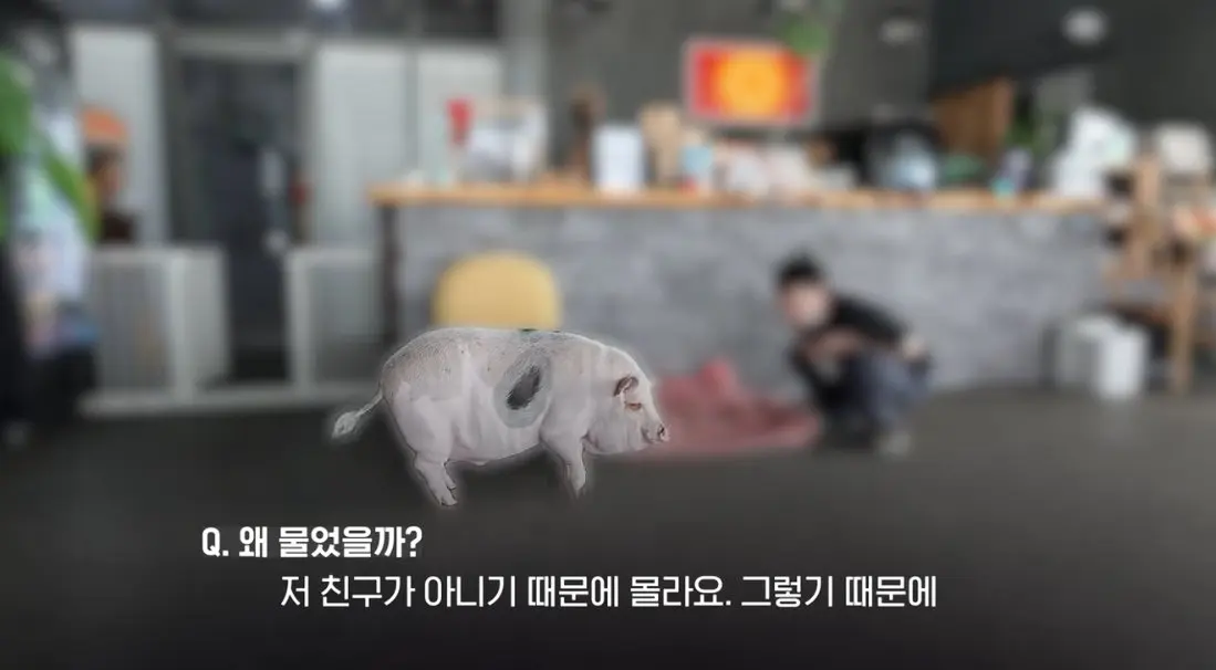 송도 돼지물림 사고 펫카페 사장 인터뷰 (11)