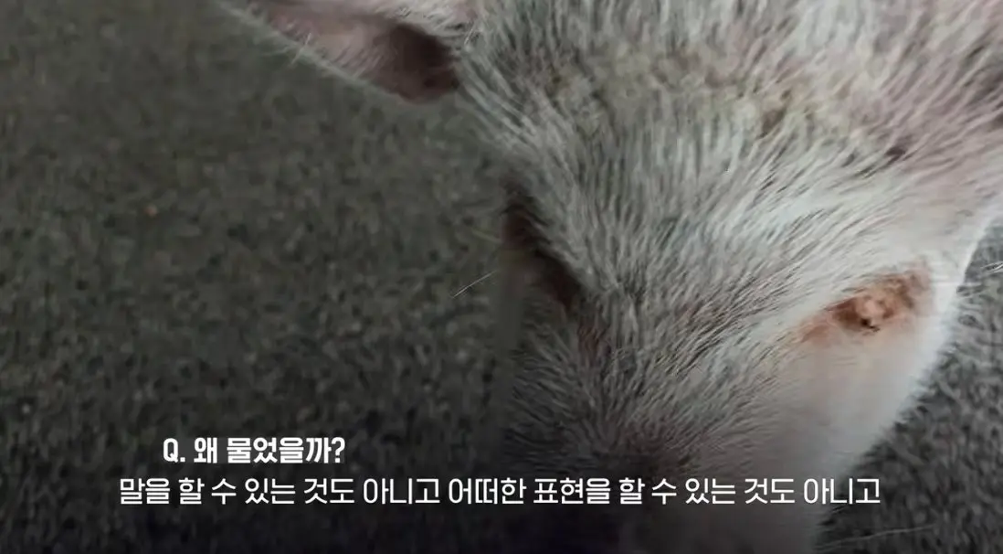 송도 돼지물림 사고 펫카페 사장 인터뷰 (12)