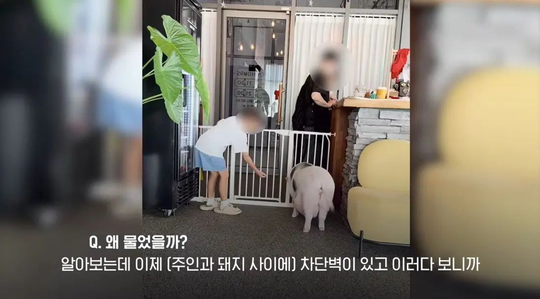송도 돼지물림 사고 펫카페 사장 인터뷰 (15)