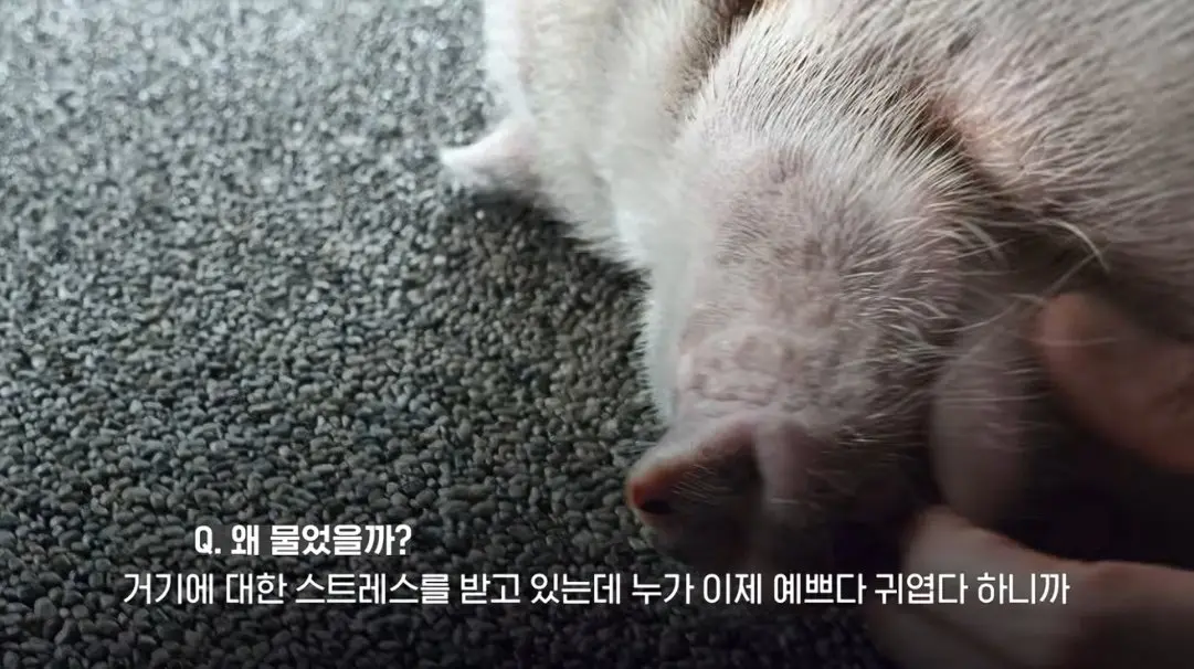 송도 돼지물림 사고 펫카페 사장 인터뷰 (16)