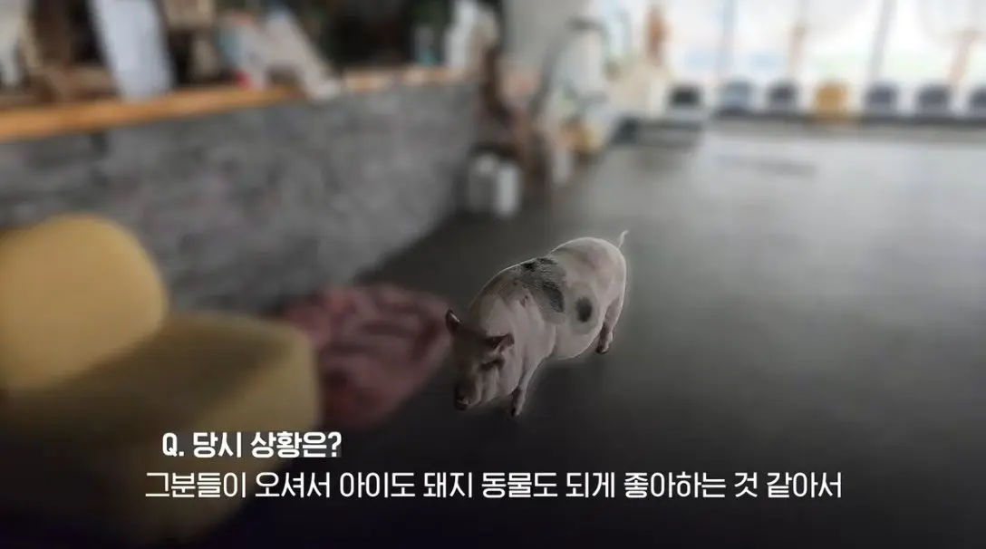 송도 돼지물림 사고 펫카페 사장 인터뷰 (2)