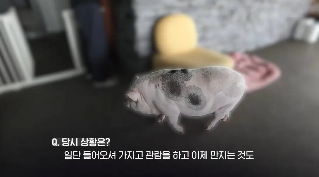 송도 돼지물림 사고 펫카페 사장 인터뷰 (3)