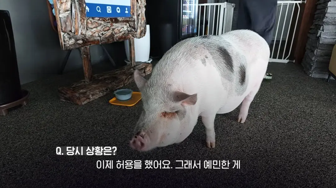 송도 돼지물림 사고 펫카페 사장 인터뷰 (4)