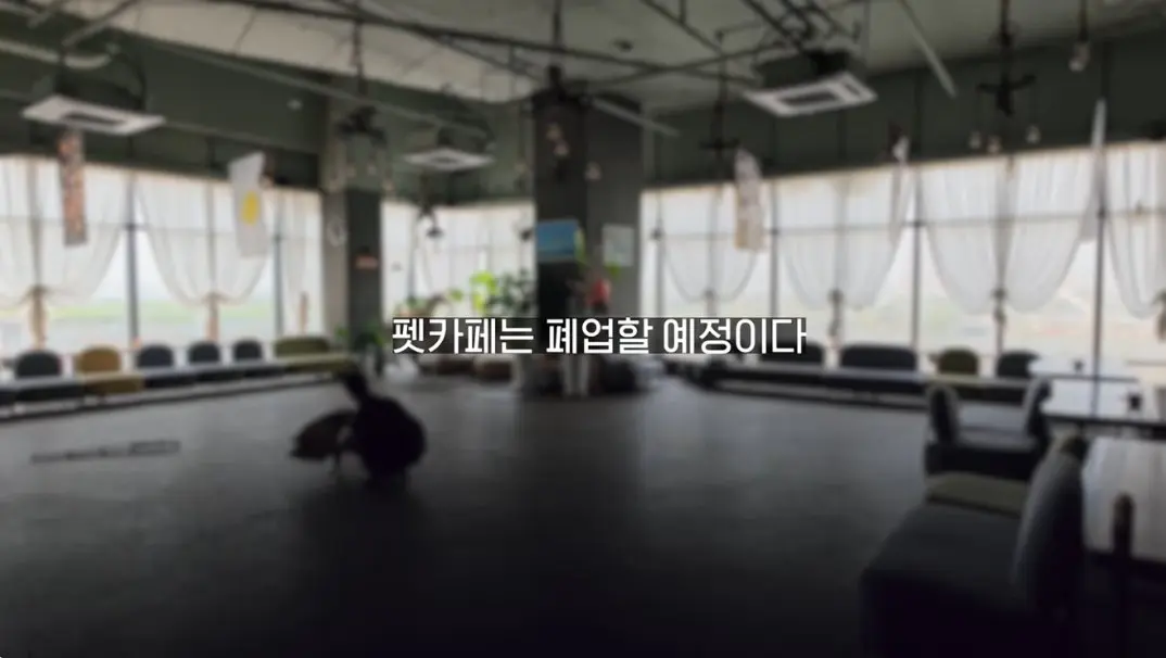 송도 돼지물림 사고 펫카페 사장 인터뷰 (64)
