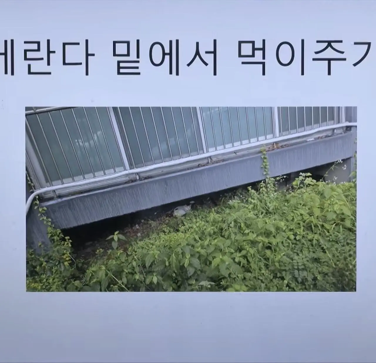 ”고양이 밥주면 10만원“에 고소까지.. 갈등 폭발 (8)