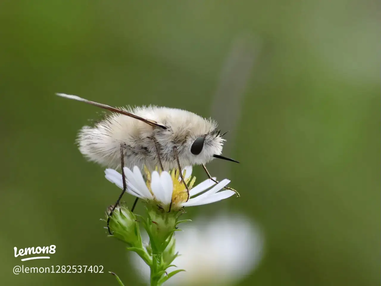 복슬복슬 커여운 솜뭉치.jpg (2)