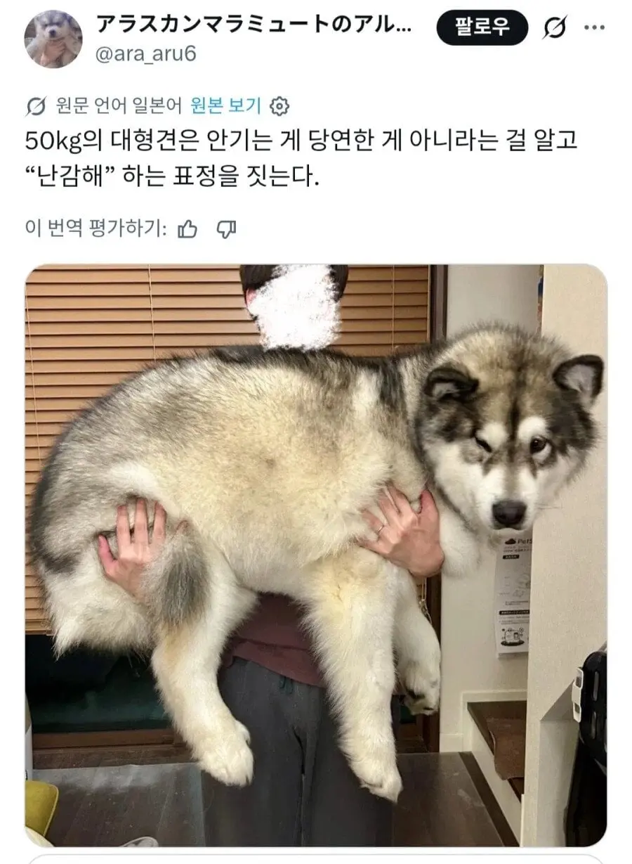 강아지 "난 안겨있는 게 당연해" (2)
