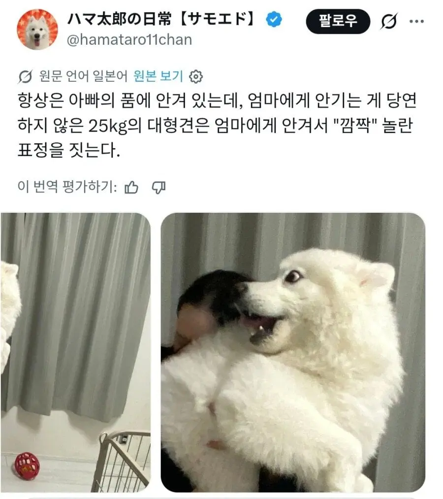 강아지 "난 안겨있는 게 당연해" (3)