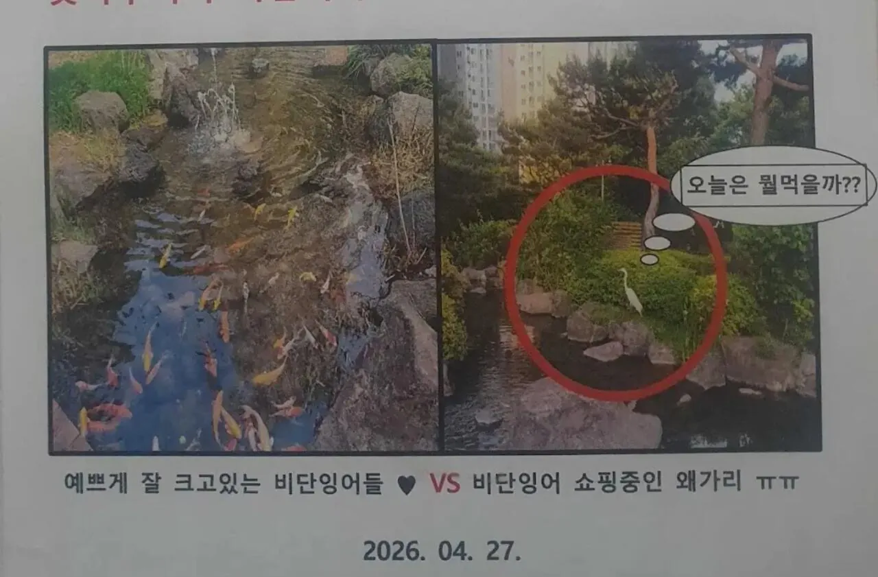 비단잉어 vs 왜가리 (2)