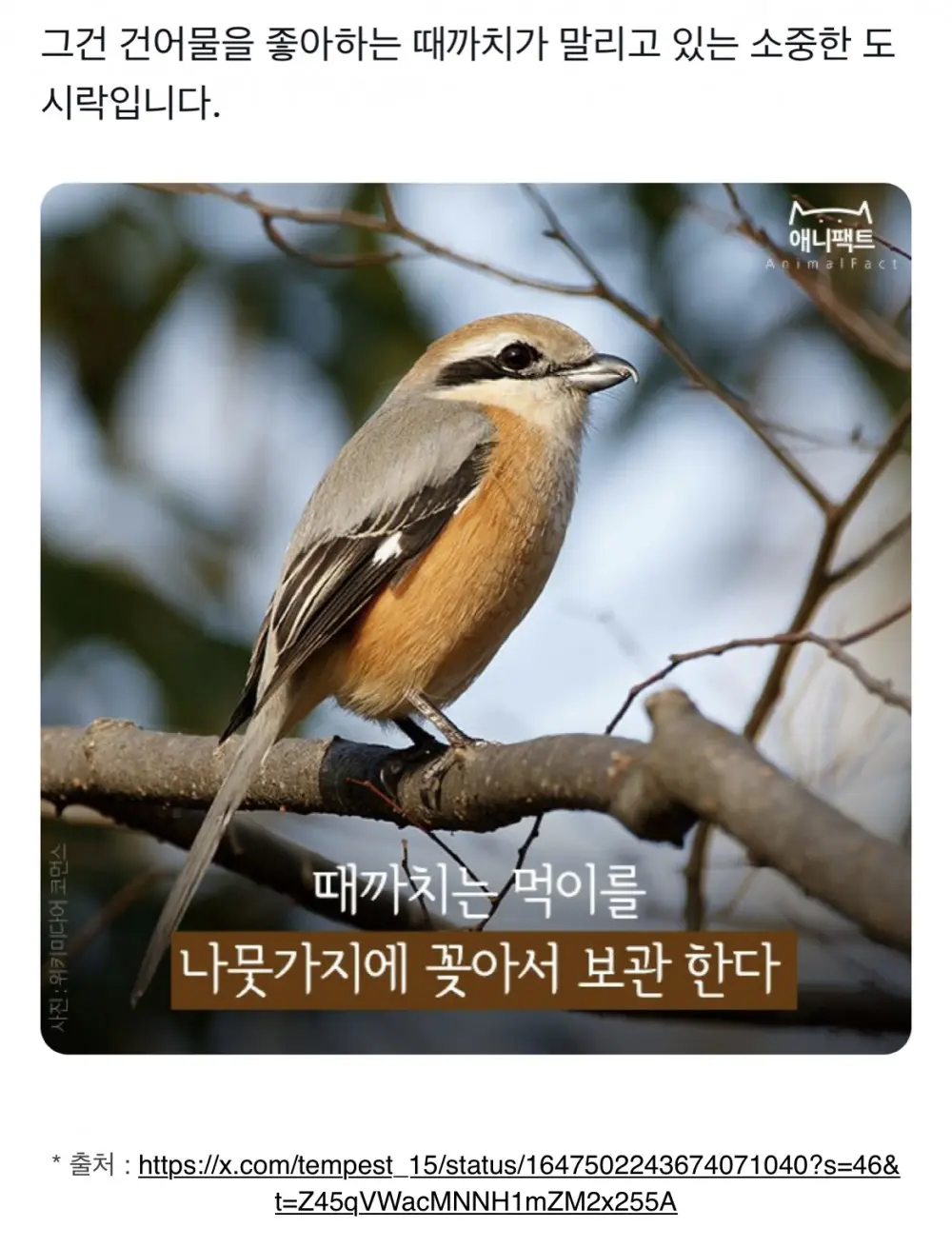 나무에 꽂힌 사체를 조심해야하는 이유 (5)