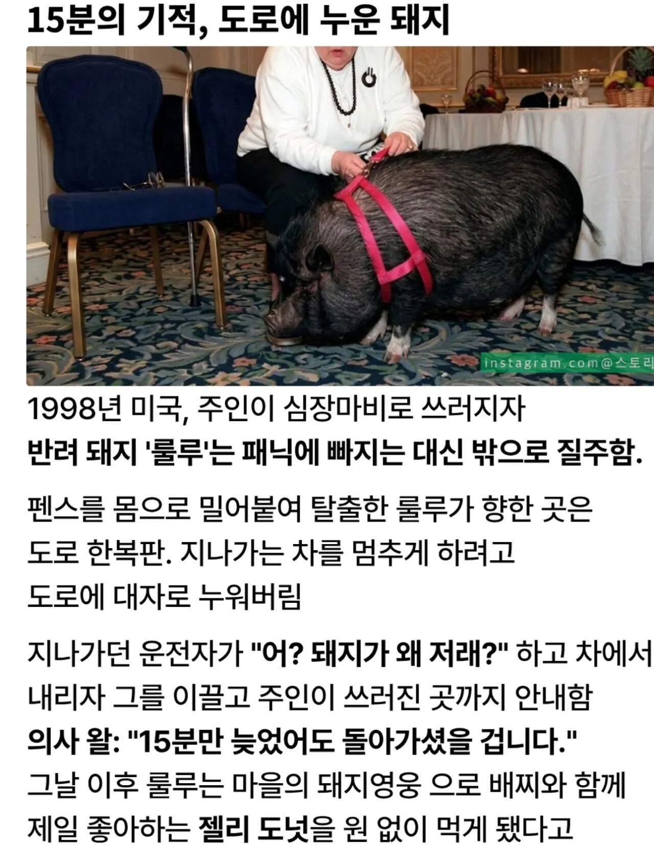 반려 돼지 덕분에 목숨 건진 여자 (15)