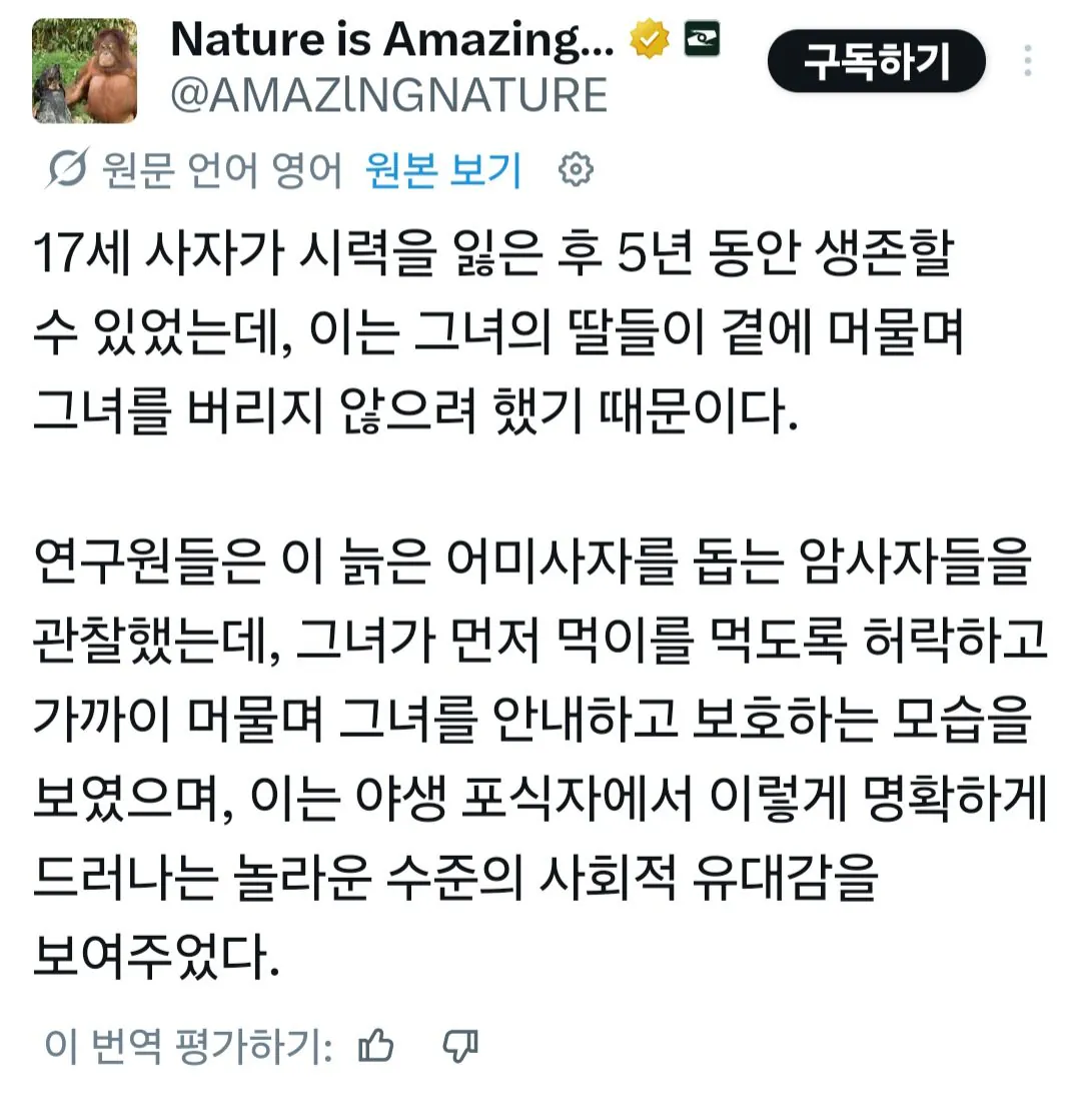 시력을 잃은 암사자가 생존할수 있었던 이유 (3)