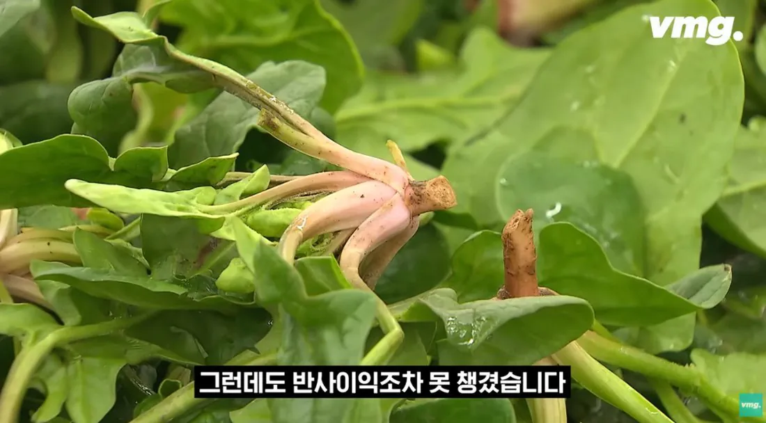 적자 매장 57%, 4년째 적자중인 위기의 하나로 마트 (59)