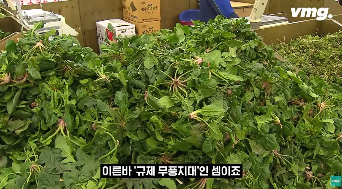 적자 매장 57%, 4년째 적자중인 위기의 하나로 마트 (58)