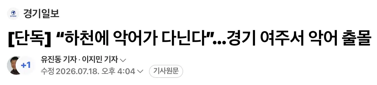 경기 여주 하천에 악어 출몰 (3)